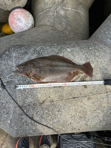 ヒラメの釣果