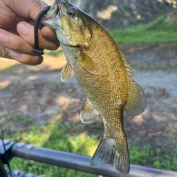 スモールマウスバス