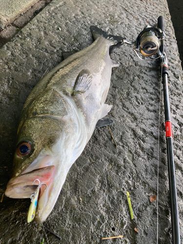 シーバスの釣果