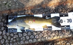 コイの釣果