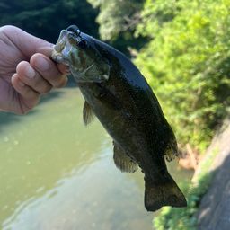 スモールマウスバス