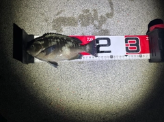 クチブトグレの釣果