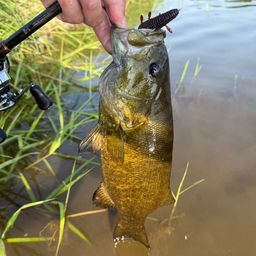 スモールマウスバス