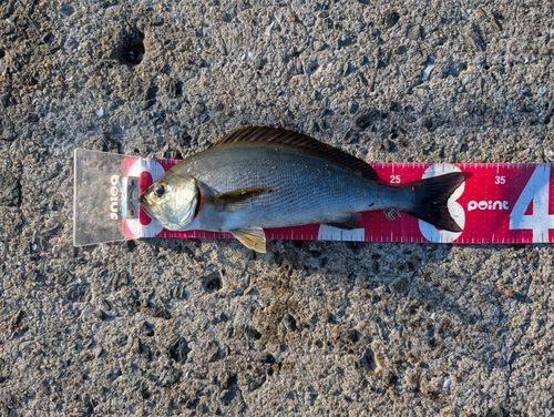 イサキの釣果