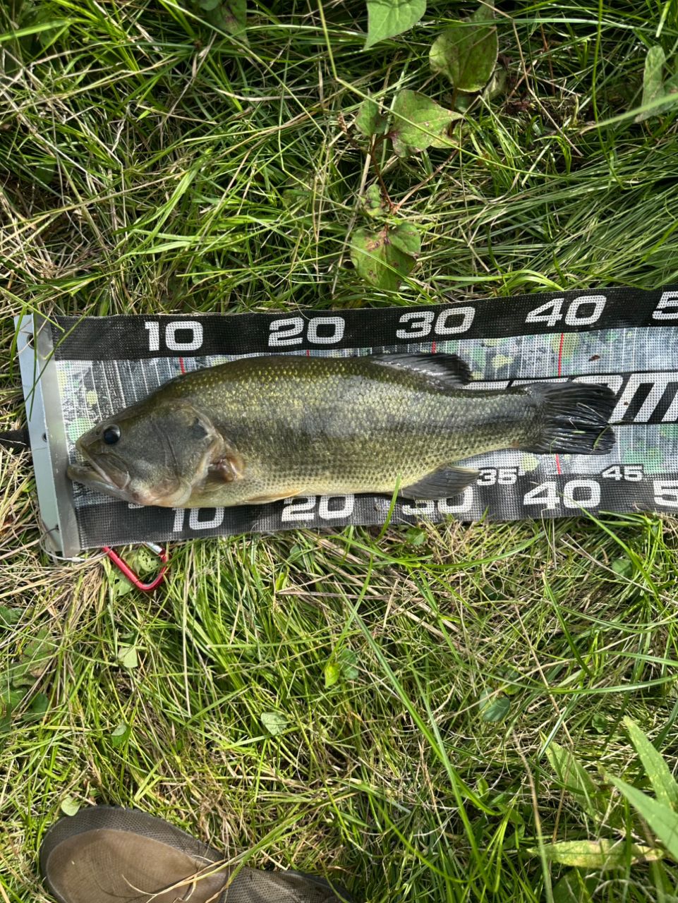 ラージマウスバス