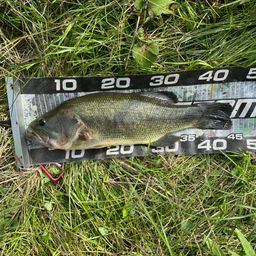 ラージマウスバス