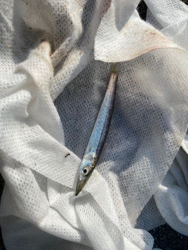 アカカマスの釣果