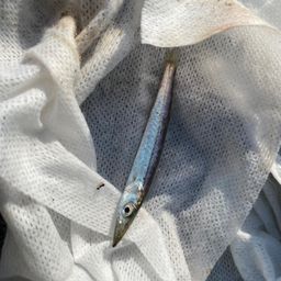 アカカマス