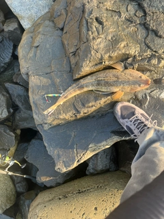 マゴチの釣果
