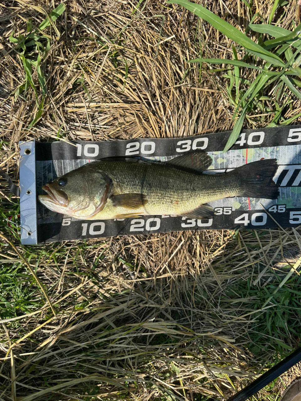 ラージマウスバス