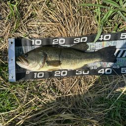 ラージマウスバス