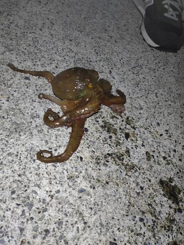 タコの釣果