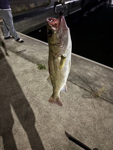 茨城県で釣れたスズキの釣り・釣果情報 - アングラーズ | 釣果