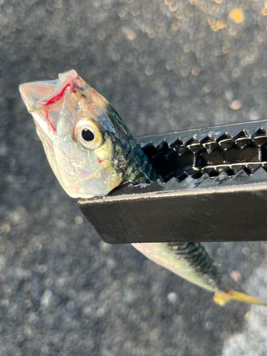 サバの釣果