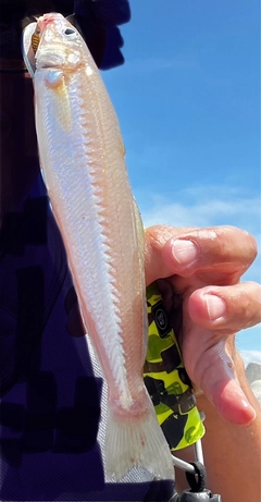 キスの釣果