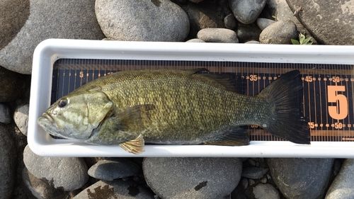 スモールマウスバスの釣果
