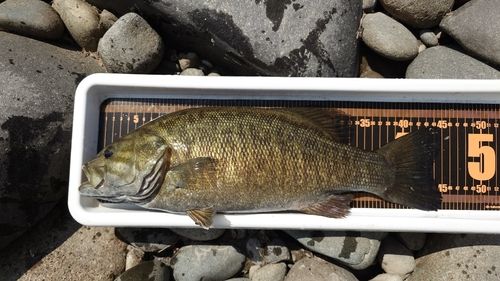 スモールマウスバスの釣果