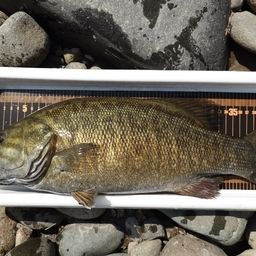 スモールマウスバス