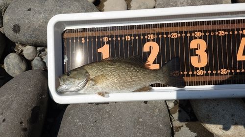 スモールマウスバスの釣果