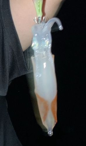 ムギイカの釣果