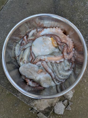 マダコの釣果