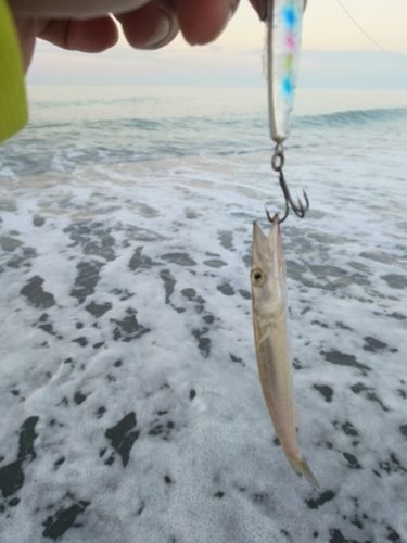 カマスの釣果