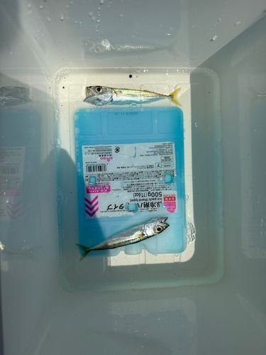 サバの釣果