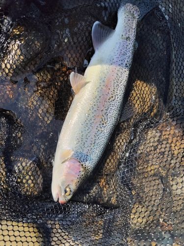 ニジマスの釣果