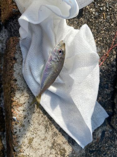 マアジの釣果