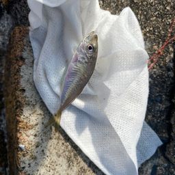 マアジ