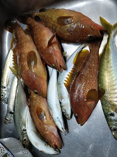 アコウの釣果