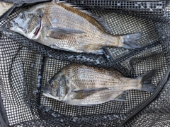 クロダイの釣果