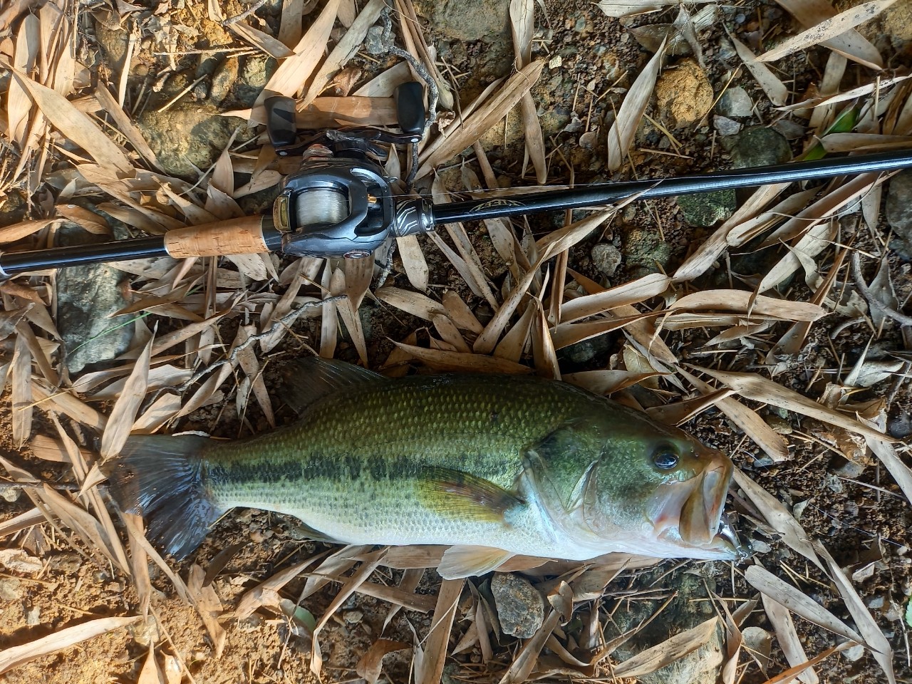 DAIWA 23スティーズ リアルコントロール C70MH-LMの最安値