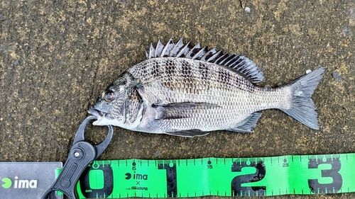 クロダイの釣果