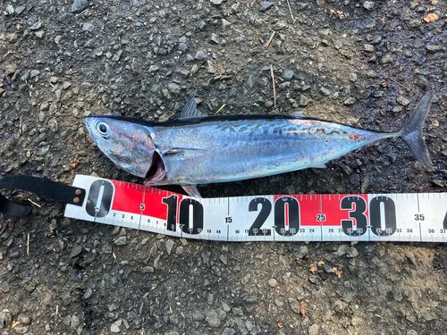 ソウダガツオの釣果