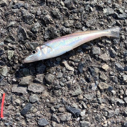 シロギスの釣果