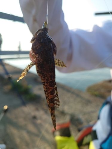 カジカの釣果
