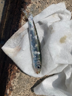ウルメイワシの釣果