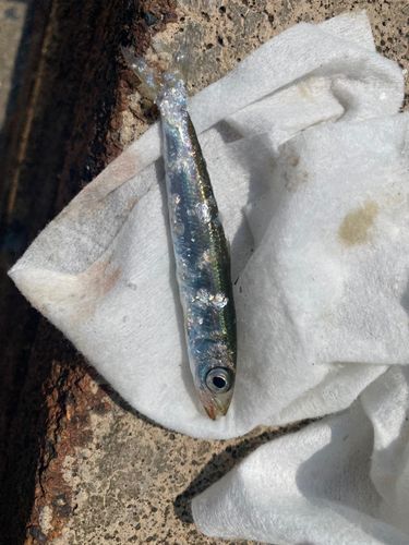 ウルメイワシの釣果