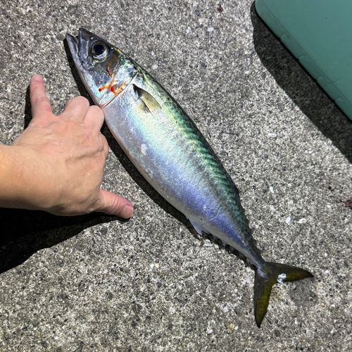 マサバの釣果