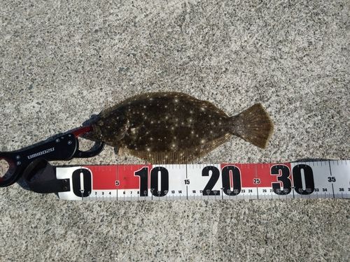 ヒラメの釣果