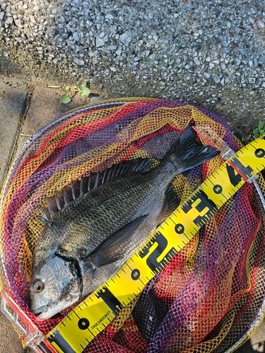 クロダイの釣果