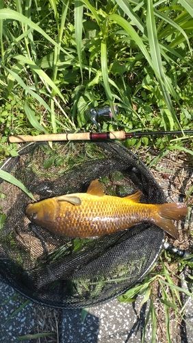 コイの釣果