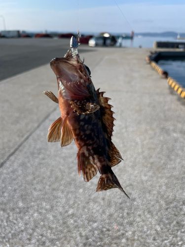 カサゴの釣果