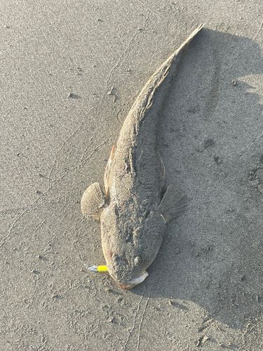 マゴチの釣果
