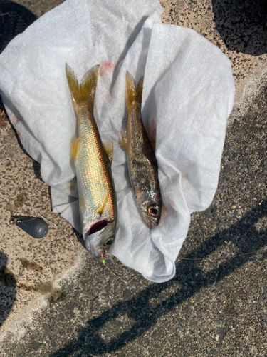 クロムツの釣果