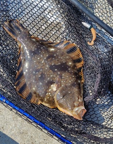 マツカワの釣果