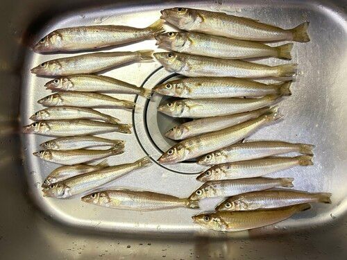 シロギスの釣果