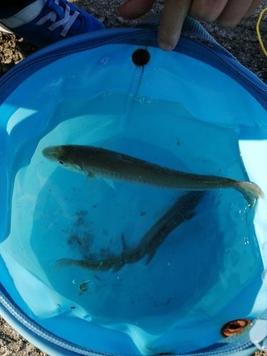 シロギスの釣果