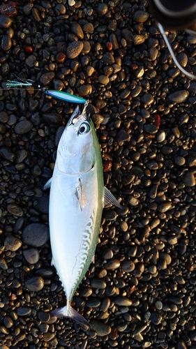 ソウダガツオの釣果